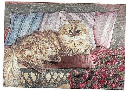 Persian cat silver - on, sofa